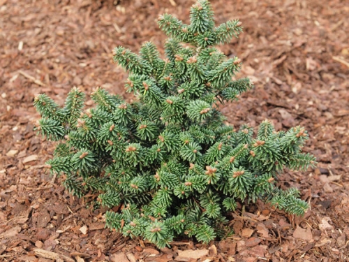Abies balsamea 'Piccolo'
